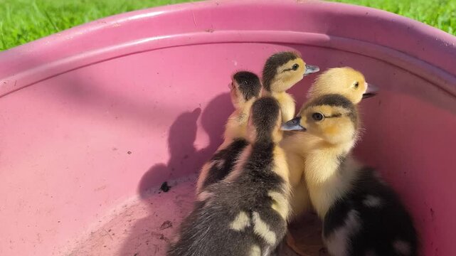 A group of baby ducklings pose outdoors. The ducklings are resting in a laundry tub.