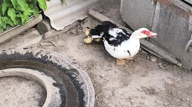 Young Loman Brown chickens in the pen eating food and pecking	
