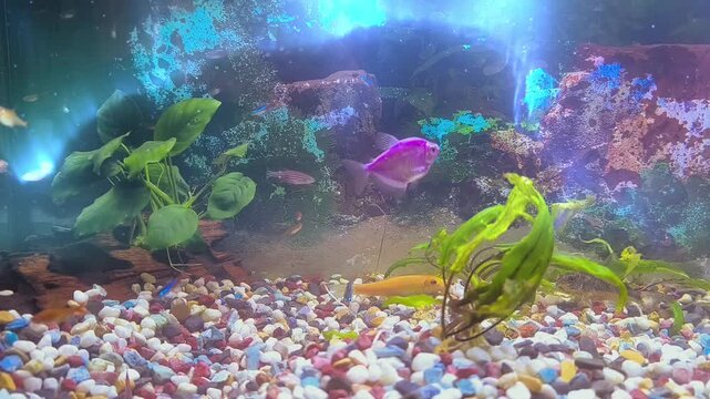 Fish eat food in the aquarium	
