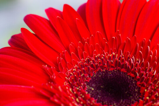 close-up of a beautiful Gerber Jameson flower in the garden