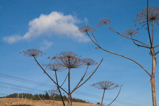 Dried hogweed silhouettes against a clear blue sky