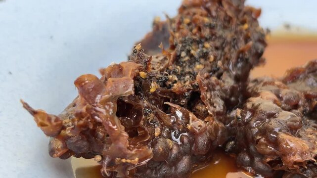 Klenceng bee nest (Apis florea) with the condition of the nest producing honey and eggs that have hatched. Klanceng bee larvae/pupae that have come out of the nest.