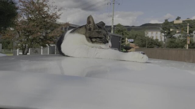 Stray cat grooming its paws on a white car roof under sunlight
