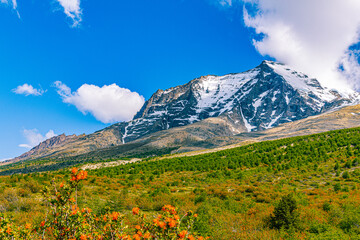 Fototapeta premium A dramatic snow-capped mountain rises above a vibrant valley filled with green forest and orange wildflowers in Torres del Paine National Park, Chile. 