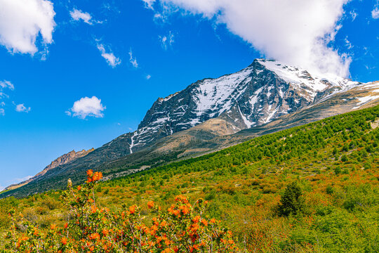 A vertical-style landscape capturing a massive jagged mountain peak with remaining snow, framed by vibrant red firebush blooms in the foreground at Torres del Paine.
