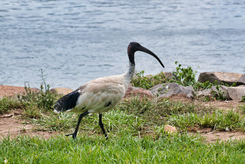 Fototapeta premium Australian White Ibis Near Water’s Edge