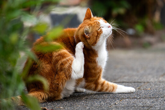 Cat scratching ear using back paw on a sidewalk
