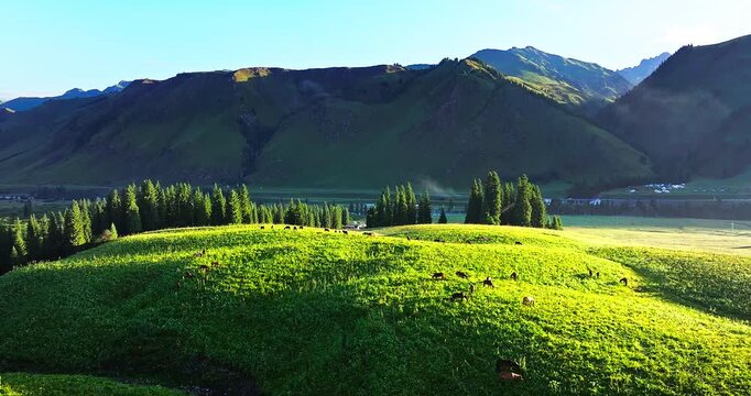 Horses grazing in the Ili River Valley pasture with Tianshan Mountains in the background, Xinjiang, China.