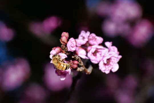 Bee on Pink Flower Cluster