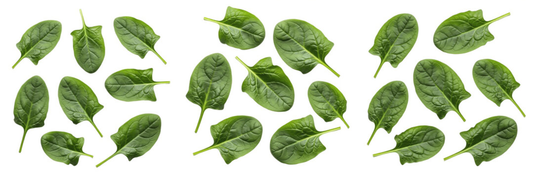 Spinach (Spinacia oleracea) fresh green leafy vegetable leaves isolated on white background, raw spinach bunch, edible amaranth family greens, healthy leafy produce