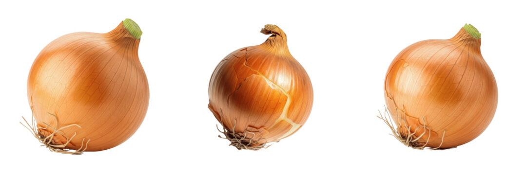 Onion bulb (Allium cepa) whole round bulb vegetable isolated on white background, common onion produce