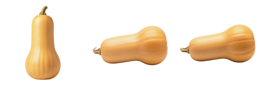 Butternut squash (Cucurbita moschata) elongated tan winter squash isolated on white background, fresh butternut produce