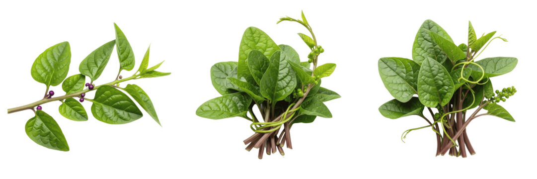 Malabar spinach (Basella alba) thick glossy climbing leafy vegetable isolated on white background, vine spinach produce