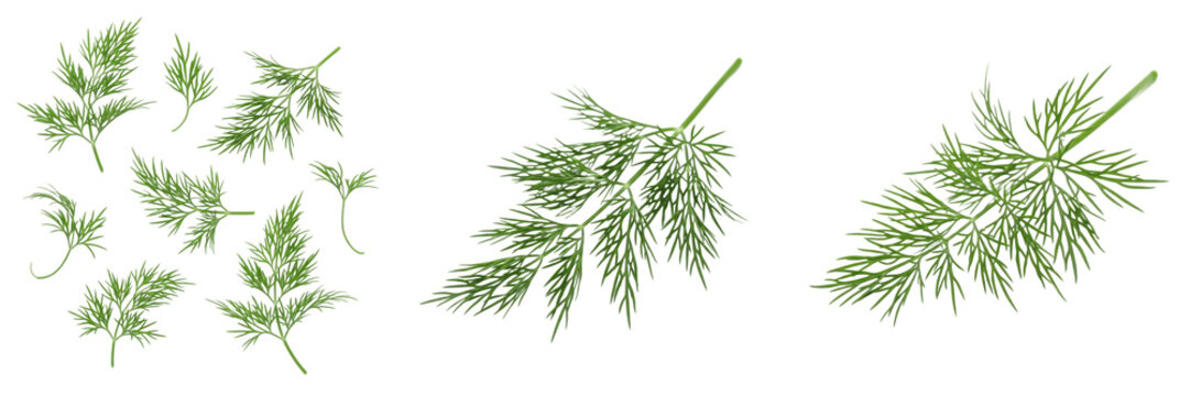 Dill leaves (Anethum graveolens) feathery green herb foliage isolated on white background, dill weed produce