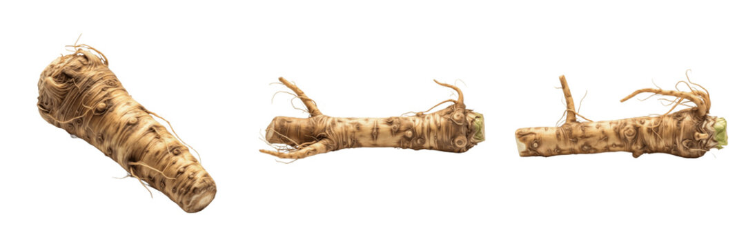 Horseradish root (Armoracia rusticana) pungent white root vegetable isolated on white background, fresh horseradish produce