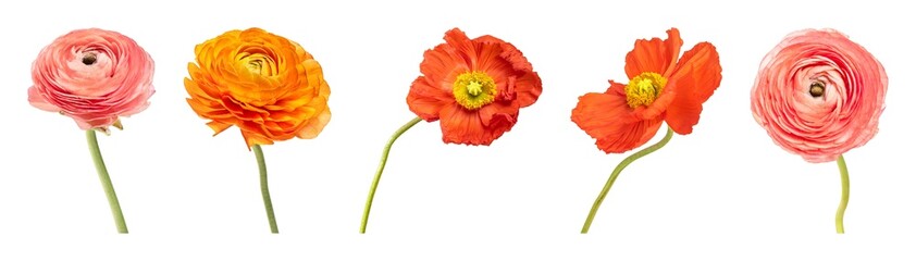 Obraz premium Vibrant flowers on white background