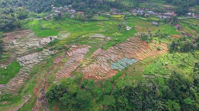 Aerial drone footage of beautiful terrace rice fields, green and muddy, with villages behind, in the border between Cianjur regency and Bandung regency, Java island, Indonesia