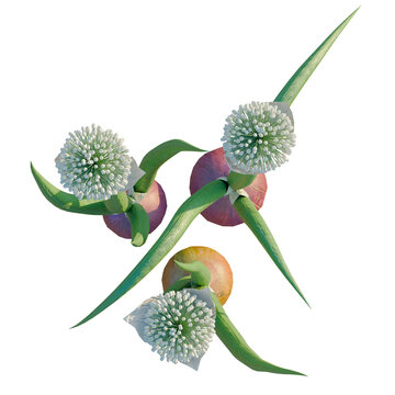 Allium cepa tree plan, top view, cutout, transparent background, isolate, Close-up of a single vibrant red onion with subtle details and textures for culinary use.