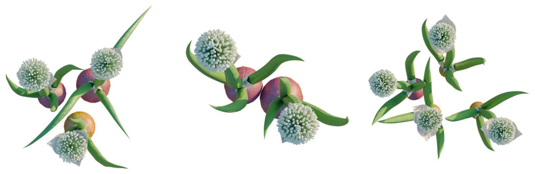 Allium cepa tree plan, top view, cutout, transparent background, isolate, Close-up of fresh green leaves and vibrant red fruits, perfect for a nature-themed design.