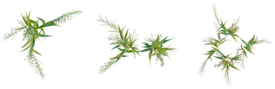 Avena sativa tree plan, top view, cutout, transparent background, isolate, Close-up of ornamental grass, bokeh background, nature's beauty, scenic, summer, garden