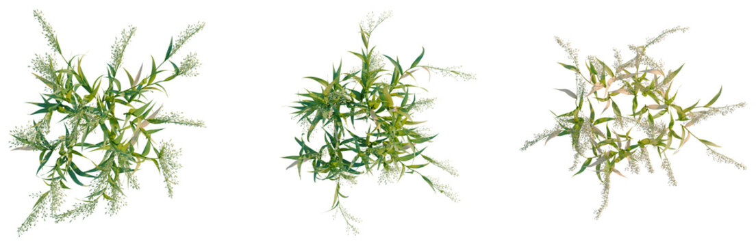 Avena sativa tree plan, top view, cutout, transparent background, isolate, Delicate branches with tiny flowers, spring blossom, natural, floral background, spring time, green leaves