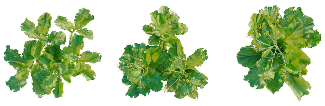 Brassica juncea tree plan, top view, cutout, transparent background, isolate, Detailed close-up of vibrant green plant leaves with intricate vein patterns, nature's artistry.