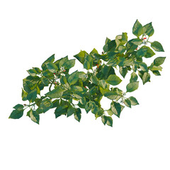 Fototapeta premium Capsicum annuum tree plan, top view, cutout, transparent background, isolate, Vibrant Green Foliage with Red Berries, Detailed Botanical Texture and Organic Element