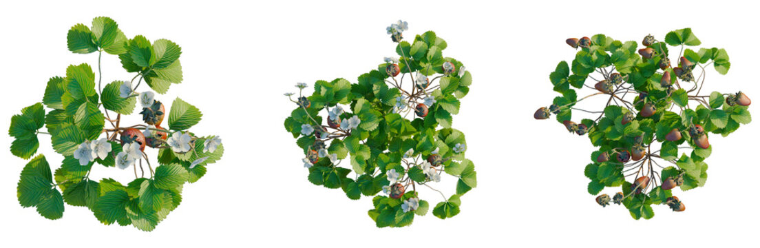 Fragaria tree plan, top view, cutout, transparent background, isolate, Ripe strawberries with green leaves, close-up view, summer harvest, fresh berries, food photography