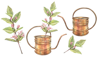 Watercolor vintage set with bronze watering can with branch flower and leaves isolated on white background. Kitchen or garden shiny pot and plant. Clipart kettle with handle. Wallpaper and wrapping © NatashaKun