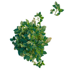 Fototapeta premium Glycine max tree plan, top view, cutout, transparent background, isolate, Vibrant green foliage background, lush leaves texture, natural botanical pattern, perfect for design.