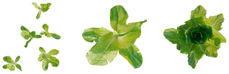 Lactuca sativa tree plan, top view, cutout, transparent background, isolate, Fresh green lettuce head on a neutral background, healthy food ingredient for cooking © DH Tree Stock