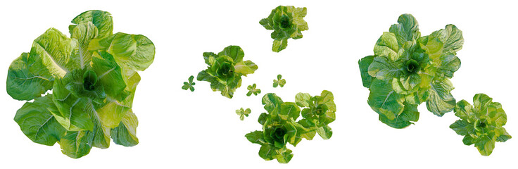 Lactuca sativa tree plan, top view, cutout, transparent background, isolate, Fresh Green Romaine...