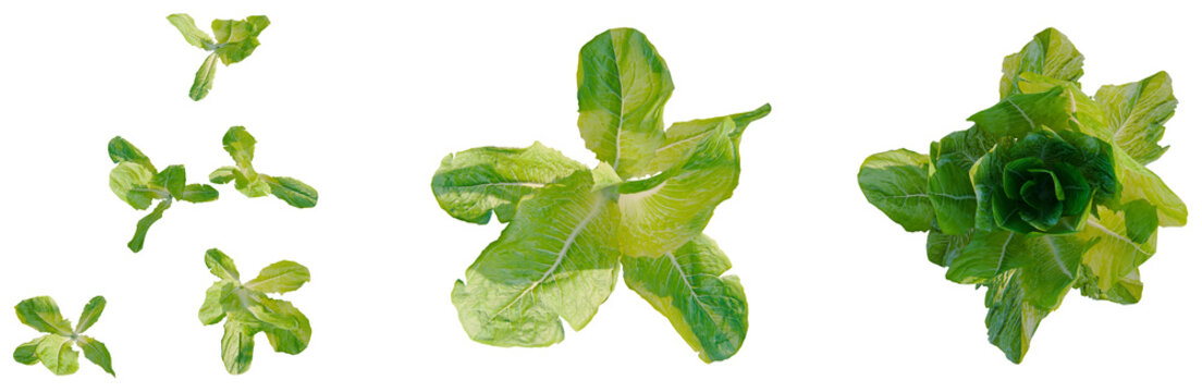 Lactuca sativa tree plan, top view, cutout, transparent background, isolate, Fresh green lettuce head on a neutral background, healthy food ingredient for cooking