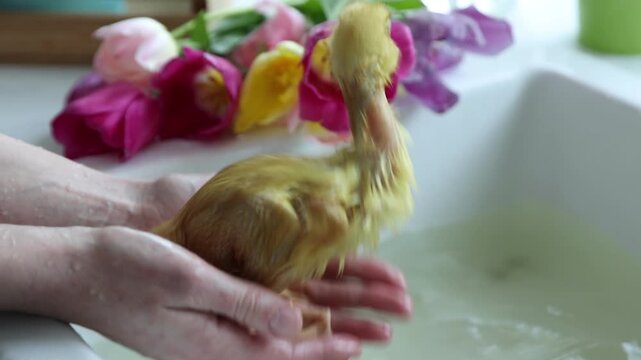 Woman holding cute duckling indoors, closeup. Baby ducks swimming in sink