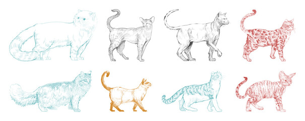 Artistic cat sketches collection © Rawpixel.com