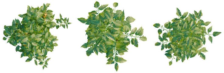 Solanum lycopersicum tree plan, top view, cutout, transparent background, isolate, Close-up of vibrant green fern leaves, detailed texture, nature background, perfect for botanical design. © DH Tree Stock