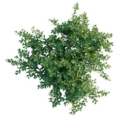 Obraz premium Vaccinium tree plan, top view, cutout, transparent background, isolate, Lush Greenery Branch with Delicate Foliage, Detailed Natural Texture, Perfect for Design Elements