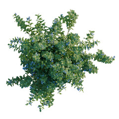 Obraz premium Vaccinium tree plan, top view, cutout, transparent background, isolate, Green foliage texture, detailed close-up, natural background, botanical pattern, nature concept