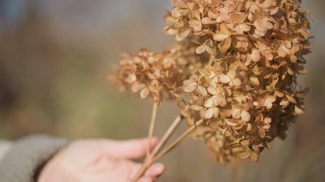 White woman home crafter holding dried hydrangea bouquet in warm sunlight, closeup on hands and stems, soft bokeh background, tactile texture and rustic decor vibe, preparing natural centerpiece