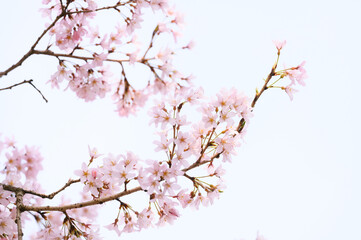 Obraz premium 瓢箪桜