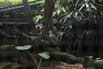 Fototapeta premium Quiet Green Birds Perched on Mossy Branch in Lush Garden