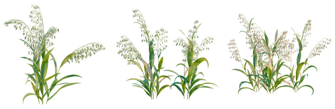 Avena sativa tree, elevation, front view, cutout, transparent background, isolate, Lush green grass meadow landscape with vibrant summer foliage and wildflowers closeup