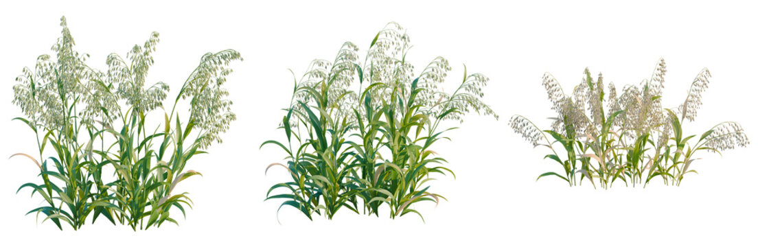 Avena sativa tree, elevation, front view, cutout, transparent background, isolate, Lush Green Grass Field with Wildflowers - Nature Background for Spring and Summer Seasons