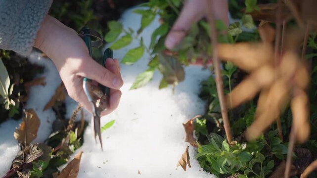 White hands gathering herbs in snow, home cook and forager quickly snips resilient greens with small scissors near frost patch, sunlight warming cold soil, collecting seasonal ingredients for kitchen