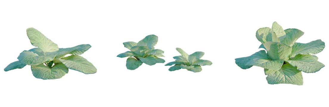 Brassica oleracea tree, elevation, front view, cutout, transparent background, isolate, Close-up of a Fresh Green Bok Choy Vegetable, Detailed Texture, Healthy Food, Agriculture