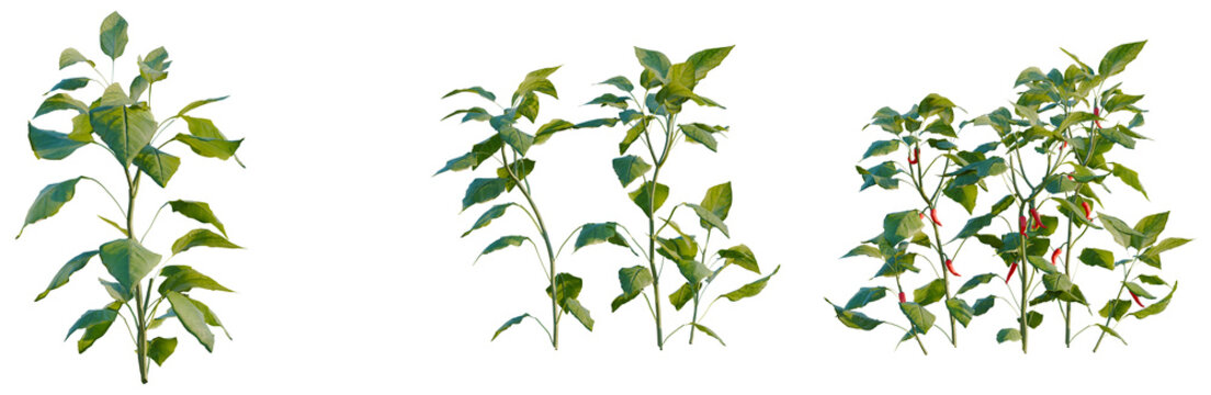 Capsicum annuum tree, elevation, front view, cutout, transparent background, isolate, Green chili pepper plant with ripe red fruits on a branch close-up, detailed leaves