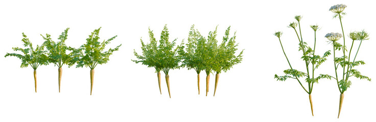 Fototapeta premium Carrot tree, elevation, front view, cutout, transparent background, isolate, Fresh carrots with green leaves on a white background, perfect for healthy food imagery