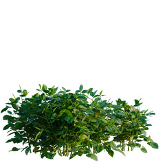 Obraz premium Glycine max tree, elevation, front view, cutout, transparent background, isolate, Detailed close-up of vibrant green leaves, intricate details, natural beauty, stunning foliage, hd image