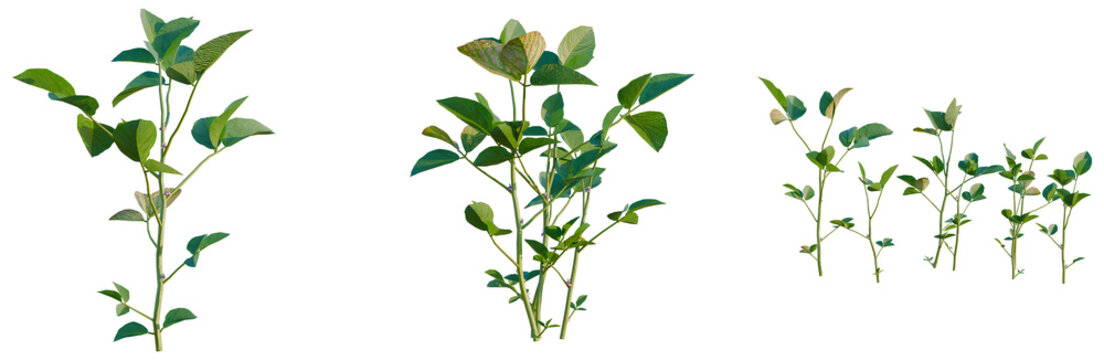 Glycine max tree, elevation, front view, cutout, transparent background, isolate, Delicate branch with vibrant green leaves, ideal for natural and botanical designs and spring themes.