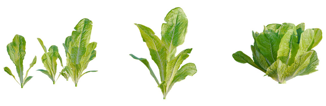 Lactuca sativa tree, elevation, front view, cutout, transparent background, isolate, Fresh Bok Choy Leaves Close-Up, Vibrant Green Vegetables for Healthy Food and Culinary Uses